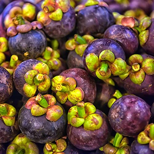 semi di mangostano, comprare da frutto frutto colonnare da colonnari frutteto nani, resistenti colonnari mangostano per giardinieri semi di vecchie varietà 15pcs
