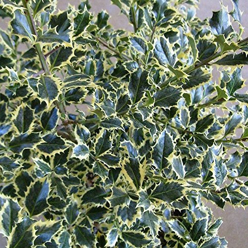 Ilex aquifolium 'Argentea Marginata' Evergreen Hardy Holly Shrub Plant in Pot (9cm Pot, 20-30cm)