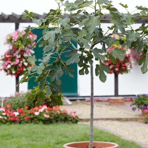 Bloomique - Ficus Carica ‘Brown Turkey’ - Figuier - Arbre fruitier - Plantes de jardin - Rustique - Hauteur 80-100 cm - Pot 21 cm