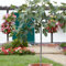 Bloomique - Ficus Carica ‘Brown Turkey’ - Figuier - Arbre fruitier - Plantes de jardin - Rustique - Hauteur 80-100 cm - Pot 21 cm