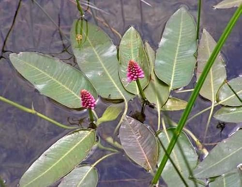 Lincolnshire Pond Plants Ltd - Marginal Aquatic Pond Plant - (Persicaria Amphibia) - 9cm