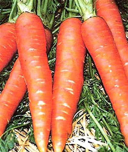 French Heirloom Heritage Carrot carottes Seeds Colmar with Orange Flesh and red core. Certified Organic Grower