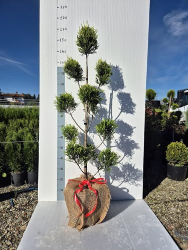 Cipresso Pompon Giallo, 'Leylandii Castlewellan Gold' - Pianta Decorativa - Vivai Giulian Giovani Piante