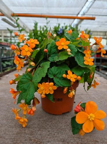 POWERS TO FLOWERS - BEGONIA PAPAYA, BEGONIA NANA, 2 PIANTE, vaso 12 cm diametro, pianta vera