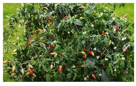 Stk - 5x NuMex Twilight Chili Samen Saatgut Küche Garten PW175 - Seeds & Plants Shop by Ipsa