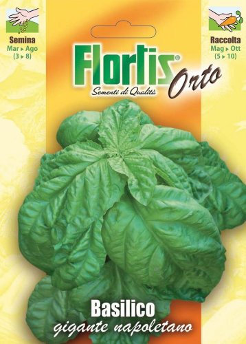 Basilico Gigante Napoletano