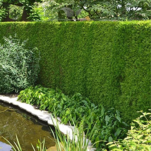 Gardline - Thuja Brabant 140-160 cm. 3-200 Lebensbäume. Immergrün, Winterhart, Sichtschutz - 10 St. (ca. 4 Meter)