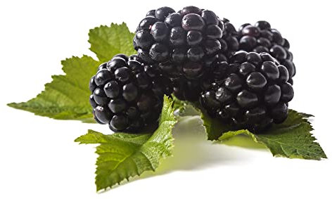 BlackBerry Plants - 2 x Full Plants in 2 Litre Pots - Blackberries - Garden Ready - Ready to Plant - Premium Quality Fruit