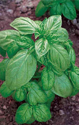 Germisem Genovese Semi di Basilico 4 g