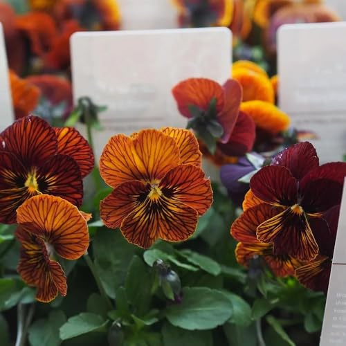 semillas pensamientos de interior exóticas perennes de resistente primavera arbusto mariposas oficina prado silvestres, siembra otoño, perenne balcón 50pcs