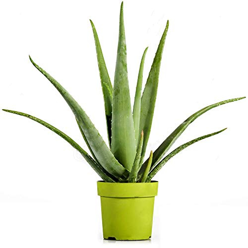 Portal Cool 1 Aloe Vera Barbadensis Vertical de Hoja perenne jardín Planta Sano en el crisol