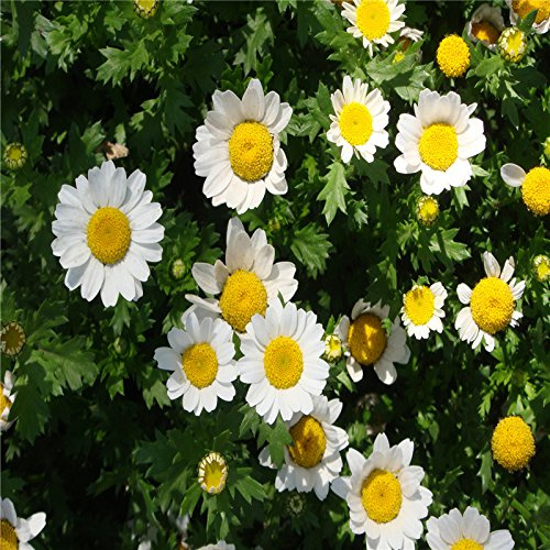 NUOVO Easy Grow Beauty Rare 200 / PZ Leucanthemum paludosum Samen Garten Bonsai Crisantemo