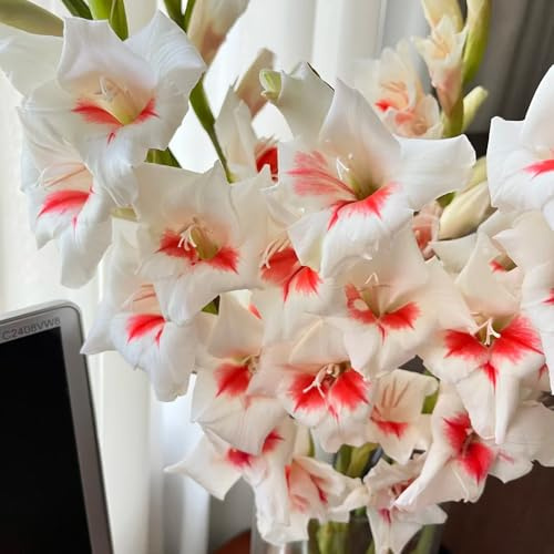 bulbi di gladiola resistente - balcone in vaso giardino 12pcs