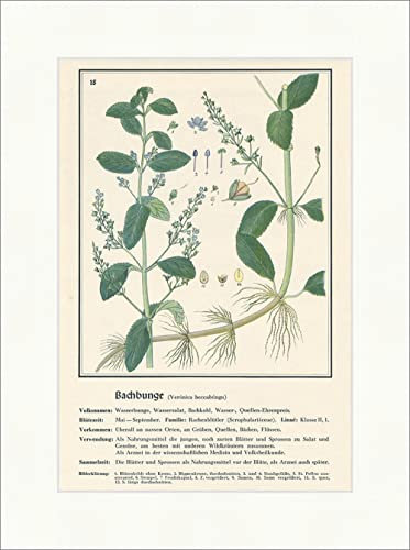 Biller Antik Bachbunge Veronica Beccabunga Ensalada de agua Repollo de Bach Plantas medicinales Hierbas medicinales 067