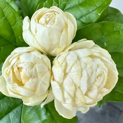 semillas de jazmín fragantes, jardín perenne resistente, balcón Decoración 300pcs