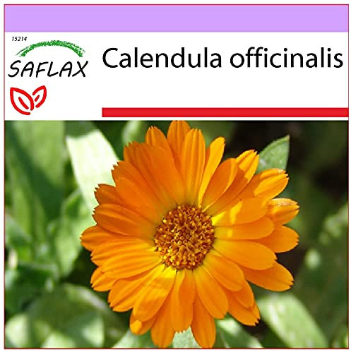 SAFLAX - Souci - 50 graines - Calendula officinalis