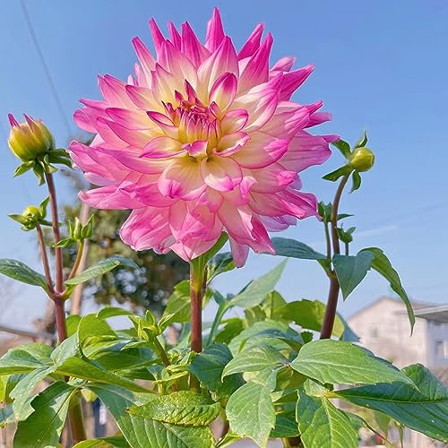 5 pcs dahlien knollen winterhart, zwiebeln frisch, bodendecker pflanzen winterhart dahlien Dahlia exotische pflanzen winterhart, pflanzen für draußen winterharte stauden dauerblüher