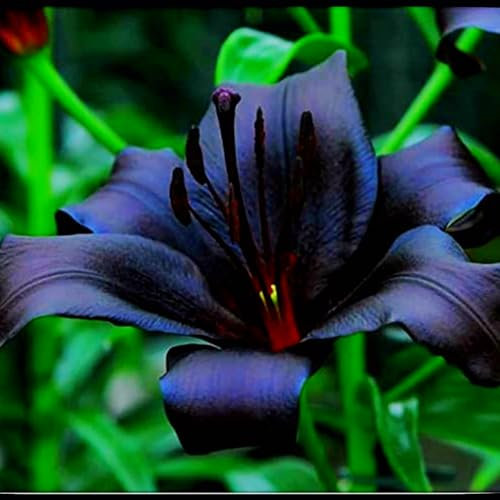 Lilium martagon zwiebeln,winterharte,lilien deko,lilien im topf,lilie riesen,lilien zwiebeln forever susan,lilie,duft lilien,lilien knollen,lilien zwiebeln winterhart mehrjährig.-4 zwiebeln-F