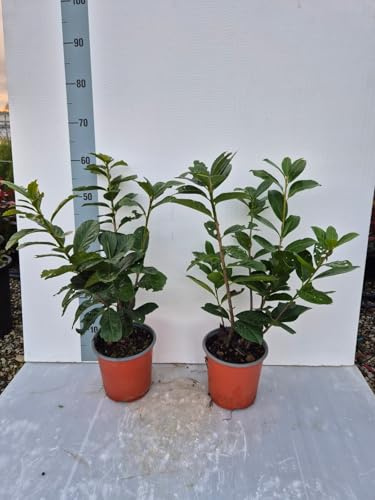 2 Piante di Lauroceraso – Prunus laurocerasus | Sempreverde per Siepi Compatte | Robusto e Vigoroso – Vaso 17 cm - Vivai Giulian Giovani Piante