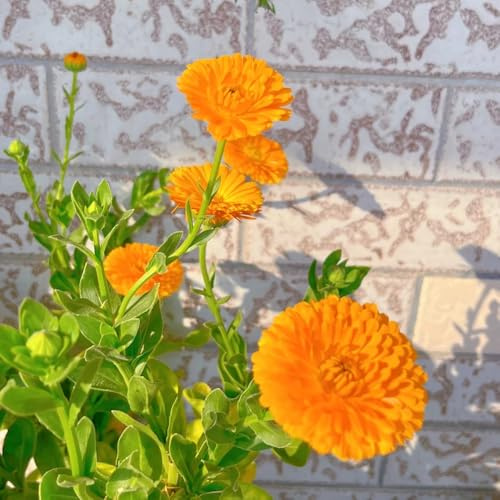 calendula - Decorazioni autunnali per un giardino resistente semi di calendula d'appartamento rare balcone insoliti semi di tappezzanti 200semi