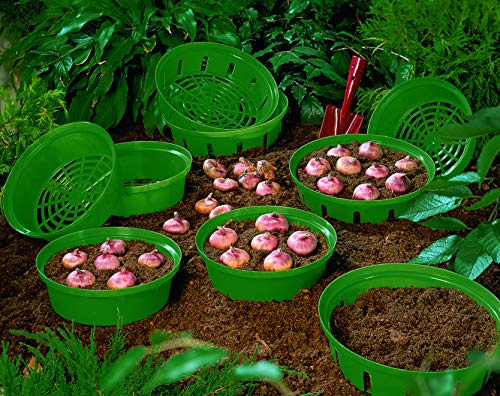 Easy Bulb Planting Bulb Basket and Lifting Leaving No Stray Bulbs for Crocus Snowdrops Tulip & Daffodils, 3 x Bulb Baskets by Thompson and Morgan