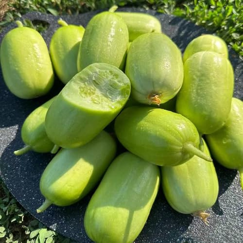 Semillas de pepino hortícolas semillas de decoración silvestres orgánicas resistentes exteriores 50pcs