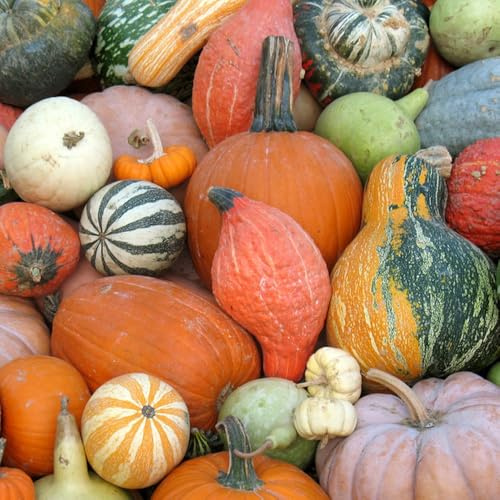 Semillas de calabaza orgánicas, semillas de invierno Semillas de calabaza ornamentales, semillas variedades antiguas 40pcs