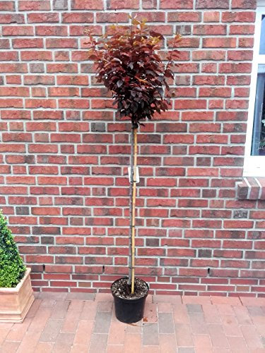 Blutpflaume auf Stamm, Blut - Pflaume, Prunus Nigra, essbare Früchte, 180-190 cm + Dünger