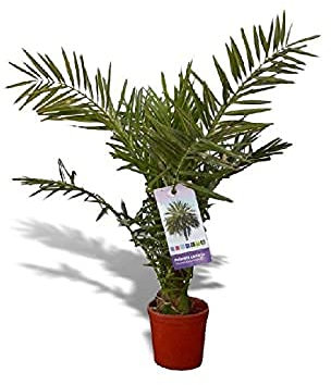 Palmera Canaria natural en maceta de Ø17cm (altura total aproximada 70cm)