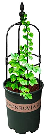 Obelisco da Giardino in Metallo, Supporto per Fiori a Traliccio rampicante con Anelli circolari, mensola di Supporto per Piante per Giardino, Pomodoro