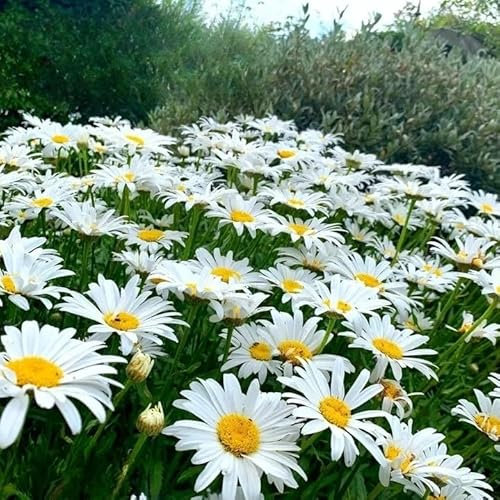 Shasta Daisy `Silver Princess` Dwarf White - 500 Seeds + freebie + Plant tag (Chrysanthemum Maximum)
