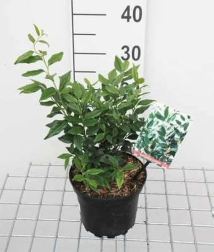 Sarcococca confusa - mirtillo, bosso dolce 20-25 cm in vaso