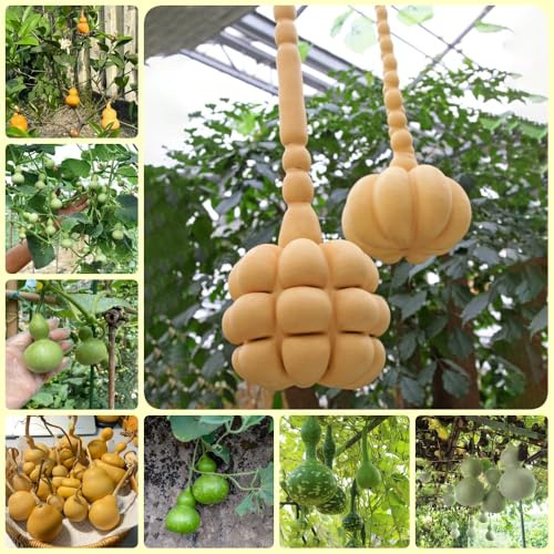 Semillas de calabaza de botella, antiguas variedades Lagenaria siceraria, semillas de invierno 80pcs