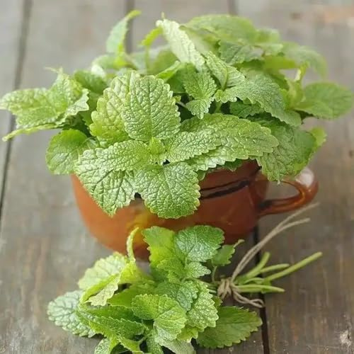zitronenmelissesamen gartendekoration wüchsige sorte 225pcs