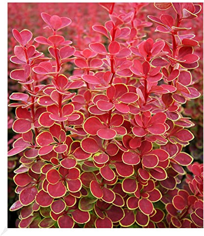 BALDUR Garten Berberitze Orange Sunrise, 1 Pflanze, bienen- & schmetterlingsfreundlich, dekorative Pflanze, winterhart, pflegeleicht, blühend, Berberis thunbergii