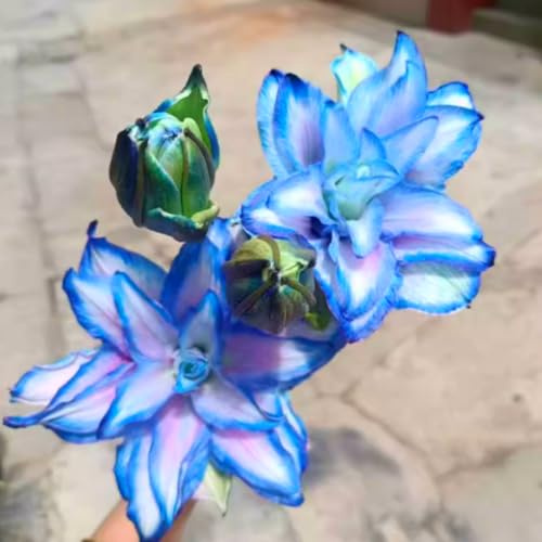 Giglio doppio profumato di alta qualità, bulbo resistente, perenne, profumato per il giardino e la decorazione d'interni-2 Bulbos-D