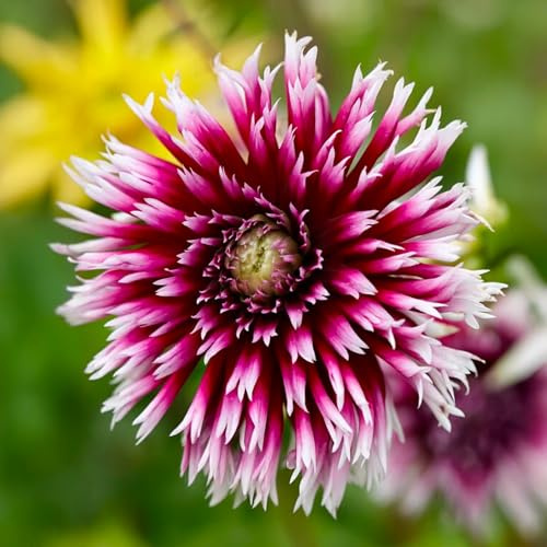 Bulbi di DALIA | Bulbi provenienti dai migliori produttori Olandesi | Esclusiva selezione e controllo qualità | Fioritura garantita dal primo anno. (2 Dalia Fimbriata ALAUNA CLAIR-OBSCUR)