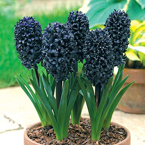 Hyacinth Midnight Mystic Hyacinthus orientalis Hardy Bulbs Jet Black Flower Heads Strong Aromatic Fragrance 1 Bulb by Thompson and Morgan