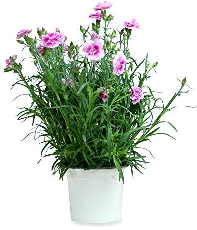 Clavel Chino Clavelina Dianthus Chinensis 25cm Planta Natural en Maceta de 13cm Colores Surtidos