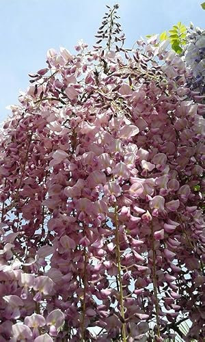 Wisteria floribunda ‘Rosea’ – Glicine Rosa Rampicante H 190 cm, Grappoli da 30–40 cm, Fioritura Elegante e Tardiva – Pianta in Vaso, FOTO REALI