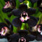 Genipap 50 semillas de orquídea negra