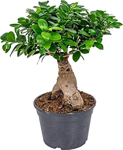 DECOALIVE Bonsái Ficus Ginseng PREMIUM Planta Natural de Interior Ficus Asiático para Bonsái Tradicional