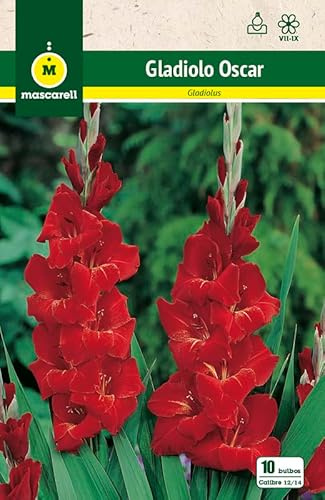 Mascarell Semillas, GLADIOLO OSCAR, Semillas Bulbosas, Bulbos de Flores Primavera Fácil de Cultivar, Bolsa 10 Bulbos