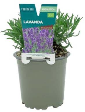 Verdecora Lavanda en maceta Ø11cm | Lavandula spp. | Planta de Interior y Exterior | Flores Aromáticas y Calmantes | Ideal para Jardinería y Decoración