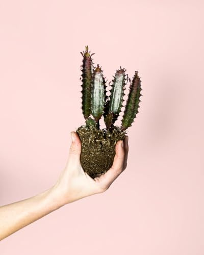 Euphorbia Trigona Rubra Mini | Cactus Natural Exterior | Pur Plant