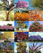 Exotische Bäume Mix, seltene Blume Pflanze Wüste duftenden Bonsai Baum Samen - 30 Samen