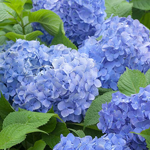 Thompson & Morgan Hardy Perennial Hydrangea Macrophylla ‘Blue Danube’ Deciduous Flowering Shrub, Potted Garden Plants Ideal for Cottage Gardens, Patio and Containers (1 x 3.5 Litre Pot)