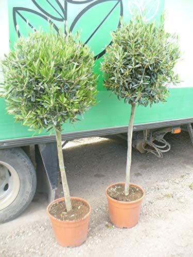 Olea Europea - Arbre d'olivier - 150 cm - 70/80 - Tronc droit