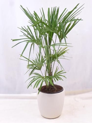 [Palmenlager] Winterharte Palme - Trachycarpus fortunei - 100 cm/Chinesische Hanfpalme - 17°C