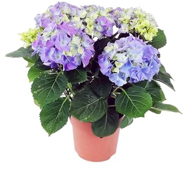 Hortensia Azul (Hydrangea) Planta Viva y Natural en Maceta Regalo Fácil de Cuidar